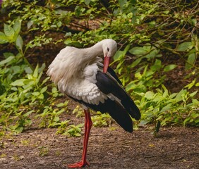 The white stork is a large bird in the stork family Ciconiidae