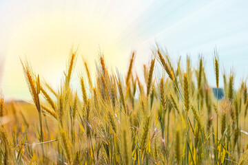 fresh green wheat field at sunset. Background