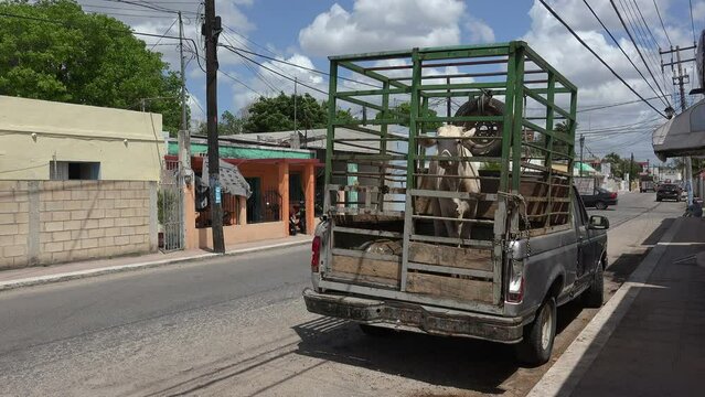 Cow in the parked livestock vehicle. Valladolid, Yucatan, Mexico