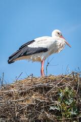 A European Stork (Ciconia ciconia) in its nest on a roof in Alsace, France