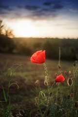 Fototapeta premium red poppies in a grass field 