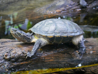 Turtles are an order of reptiles known as Testudines, characterized by a shell developed mainly from their ribs.