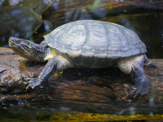 Turtles are an order of reptiles known as Testudines, characterized by a shell developed mainly from their ribs.