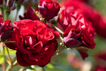 真紅の薔薇のアップ