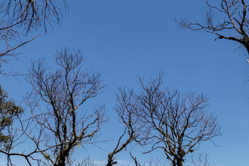 Several dry tree branches with hanging mosses, blue cloudless sky in the background, Teresópolis city, Rio de Janeiro, Brazil
