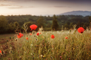 red poppies in a grass field 