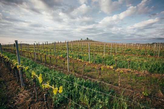 Wineyard rows,  grape field growing for wine