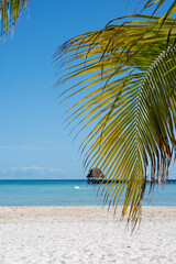 Fototapeta na wymiar Close-up of a palm leaf on a deserted tropical beach against a blue sky in Mexico