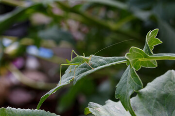 grasshopper on the grass