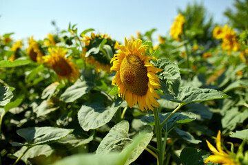 A sunny field of sunflowers in glowing yellow light. A bright yellow and fully bloomed sunflower,...
