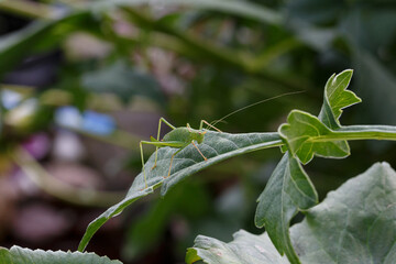 grasshopper on the grass