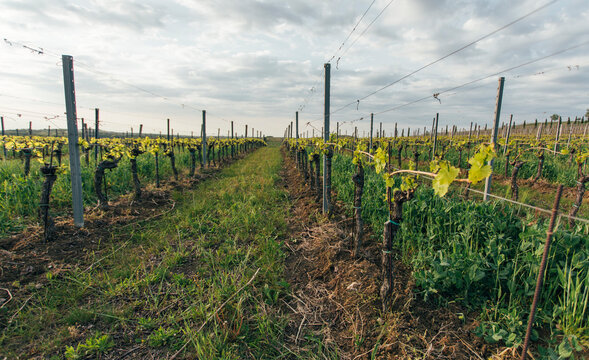 Vineyard field,  grape field growing for wine
