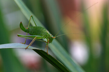 grasshopper on the grass