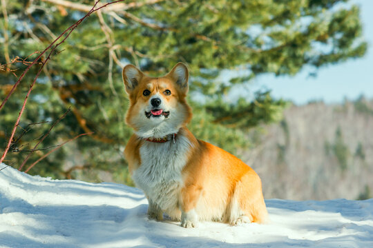 Close-up of a cute smiling corgi with his tongue hanging out, sitting in a beautiful snowy forest