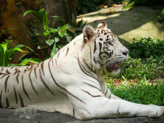 white tiger or bleached tiger is a leucistic pigmentation variant of the Bengal tiger, Siberian tiger and hybrids between the two.