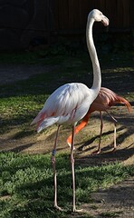 flamingo profile. long neck with pink flamingo head close-up. Zoo Nizhny Novgorod. Russia