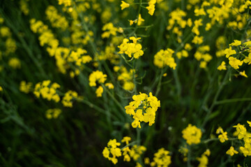Canola field  Rapeseed   flowers field on spring 