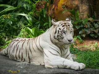 white tiger or bleached tiger is a leucistic pigmentation variant of the Bengal tiger, Siberian tiger and hybrids between the two.