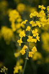 Canola field  Rapeseed   flowers field on spring 