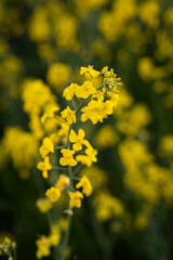 Canola field  Rapeseed   flowers field on spring 