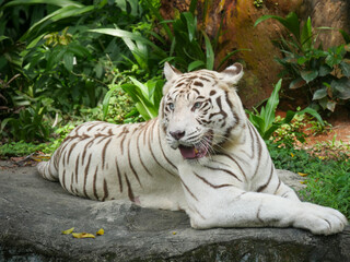 Fototapeta na wymiar white tiger or bleached tiger is a leucistic pigmentation variant of the Bengal tiger, Siberian tiger and hybrids between the two.
