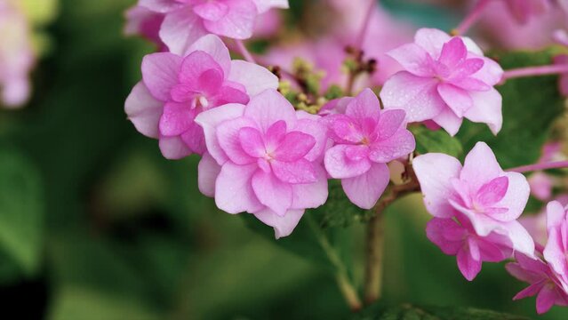 Close up of Double flowered Hydrangea macrophylla with rain drops on petals in rainy day, big leaf hydrangea, French hydrangea, 4k footage.