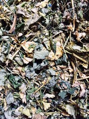 background of leaves