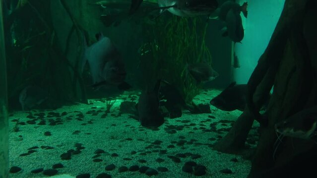 Big Reef Fishes Swimming Under The Ocean. underwater