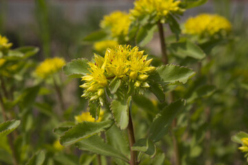 
This is a flower giraffe in the garden.