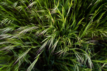 Canola field  Rapeseed   flowers field on spring 
