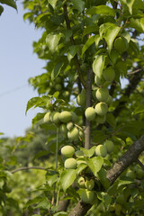 Plums hanging on branches on a farm.