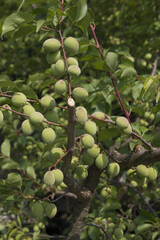 Plums hanging on branches on a farm.