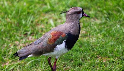 Photograph of a beautiful Southern lapwing, found in Lago da Fonte in Imbé in Rio Grande do Sul, Brazil.
