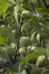 Plums hanging on branches on a farm.