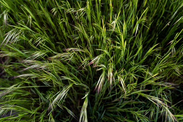 Canola field  Rapeseed   flowers field on spring 