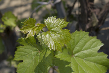 Grape leaves on nature background