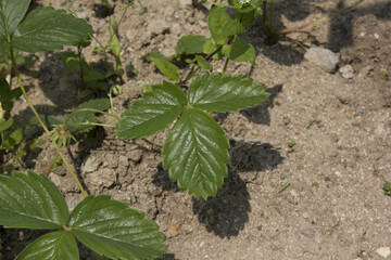 
Close up of strawberry leaf.