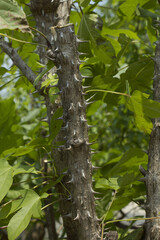 close up Kalopanax septemlobus branch with prickle.