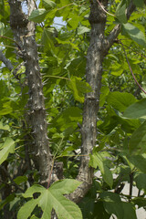 close up Kalopanax septemlobus branch with prickle.