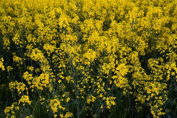 Canola field  Rapeseed   flowers field on spring 