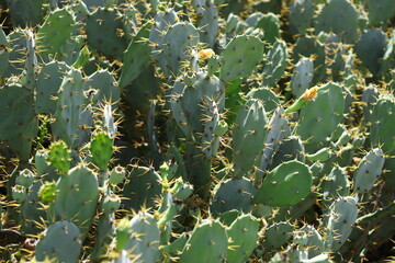 cactus green background plant 