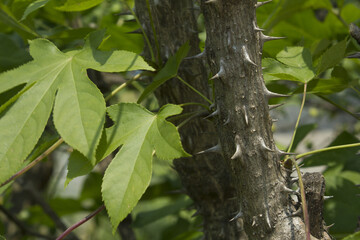 close up Kalopanax septemlobus branch with prickle.