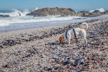 Fototapeta premium Jack Russell Terrier dog playing on the beach, Cape Town, South Africa