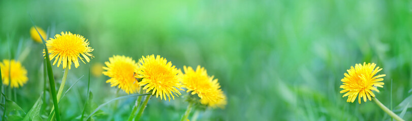 Beautiful yellow dandelion flowers on green grass meadow, natural blurred background. Dreamy artistic floral image of nature. Green spring field with yellow fluffy dandelions close up. banner - Powered by Adobe
