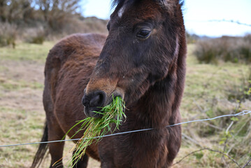 horse eating grass