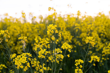 Canola field  Rapeseed   flowers field on spring 