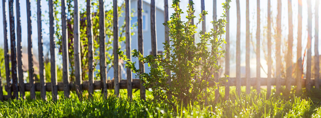 Obraz premium Panoramic background of a garden fruit bush surrounded by fresh green grass. Beautiful natural countryside landscape. Selective focusing on foreground with strong blurry background and copyspace