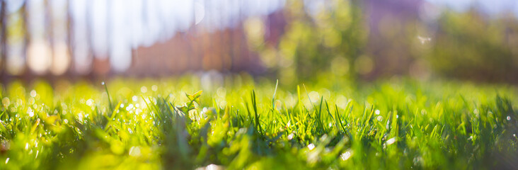 Panoramic banner background with a flower among the green grass in the yard. Beautiful natural rural landscape. Selective focus in the foreground with a heavily blurred background and copyspace
