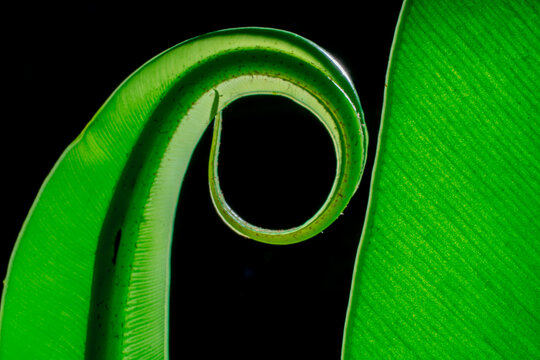 Green leaf of Bird’s nest fern on a black background, green leaf detail. - Powered by Adobe