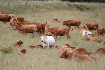 Krowy pasące się na łące, okolice Sokołowska, województwo dolnośląskie, lipiec 2021